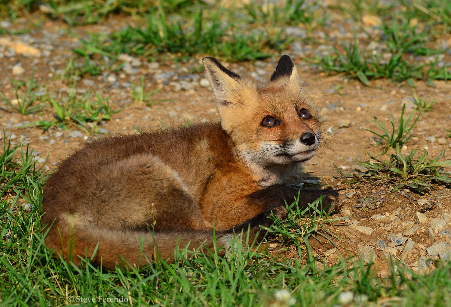 "Natural World" Through My Camera Red Fox Kit